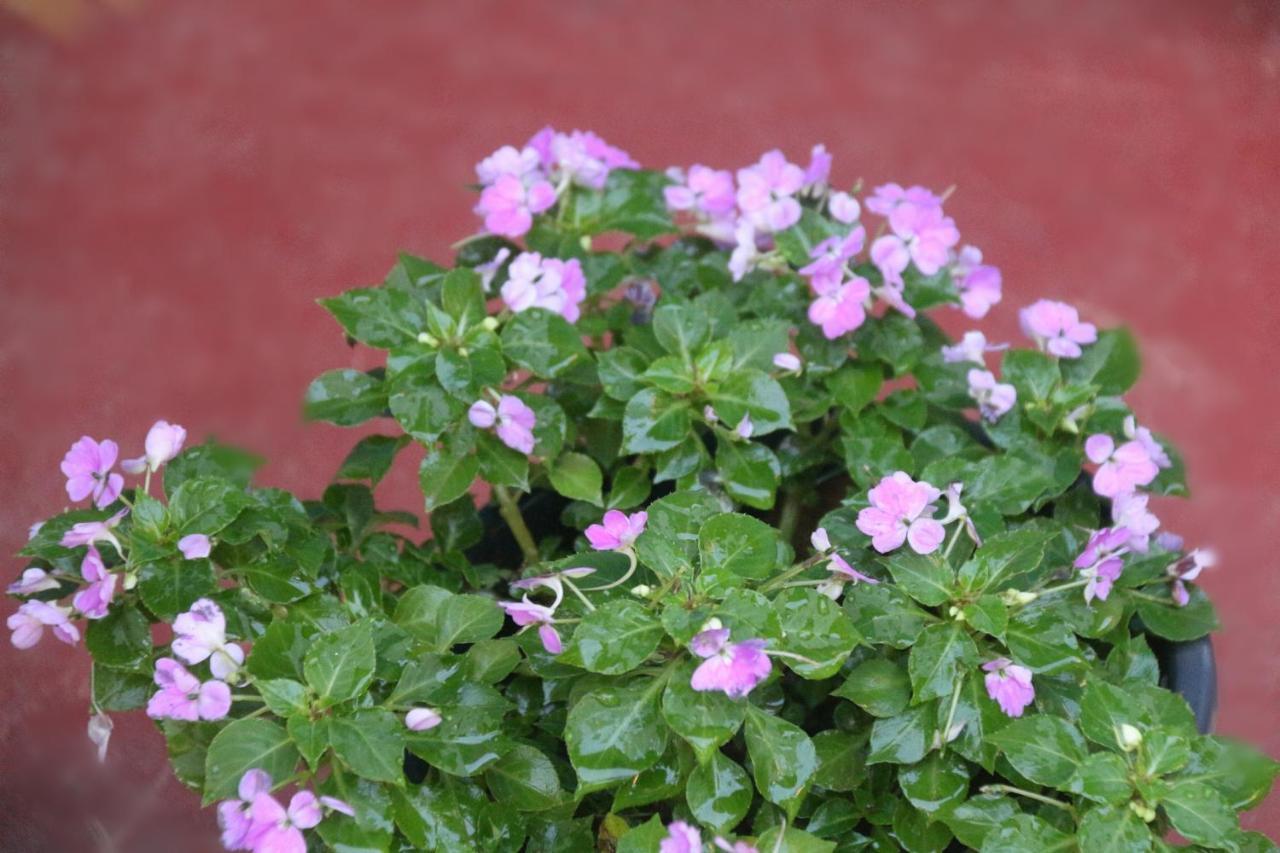 Apple Sara Home Stay Kandy Zewnętrze zdjęcie